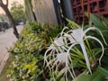 White spider lily flowers blooming in soft afternoon light Royalty Free Stock Photo