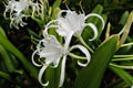 White spider lily flowers, dark blurred background Royalty Free Stock Photo