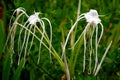 White spider lily flowers in a garden Royalty Free Stock Photo