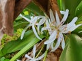 White Spider Lily flowers.