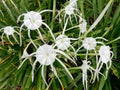 White Spider Lily Flowers Royalty Free Stock Photo