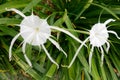 White Spider Lily Flowers Royalty Free Stock Photo