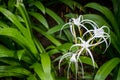 White spider lily flowers Royalty Free Stock Photo