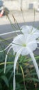 white spider lily flowers in the yard Royalty Free Stock Photo