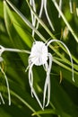 White Spider Lily - Hymenocallis Royalty Free Stock Photo