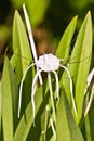 White Spider Lily - Hymenocallis Royalty Free Stock Photo