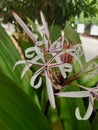 White spider lily hymenocallis Royalty Free Stock Photo