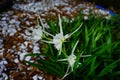 White spider lily Hymenocallis littoralis Royalty Free Stock Photo