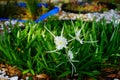 White spider lily Hymenocallis littoralis Royalty Free Stock Photo