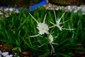 White spider lily Hymenocallis littoralis Royalty Free Stock Photo