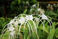 White spider lily Hymenocallis flower. Royalty Free Stock Photo