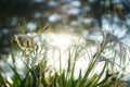 White spider lily. Hymenocallis littoralis. Royalty Free Stock Photo