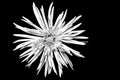 White Spider Mum Flower on Black Background Royalty Free Stock Photo