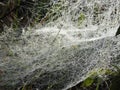 White spider net with morning dew, Lithuania Royalty Free Stock Photo