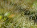 White spider net with morning dew, Lithuania Royalty Free Stock Photo