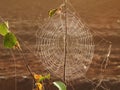 White spider net with morning dew, Lithuania Royalty Free Stock Photo