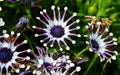 White spider Osteospermum