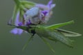 A white spider is preying on a green grasshopper.