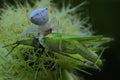 A white spider is preying on a green grasshopper.