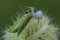 A white spider is preying on a green grasshopper.