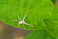 White Spider Resting on Green Leaf in Spring Royalty Free Stock Photo