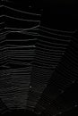 White spider`s net isolated on a black background. Royalty Free Stock Photo