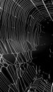 White spider`s net isolated on a black background. Royalty Free Stock Photo