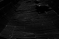 White spider`s net isolated on a black background. Royalty Free Stock Photo