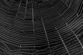 White spider`s net isolated on a black background. . Royalty Free Stock Photo