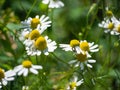 A white spider sits on a yellow-and-white flower against a blurred chamomile glade Royalty Free Stock Photo