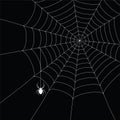 White spider and spider web