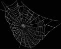 White spider web