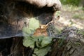 Spider web on an old stump Royalty Free Stock Photo