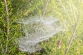 Spider web on vegetation in the forest Royalty Free Stock Photo