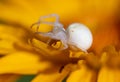 White spider on a yellow flower Royalty Free Stock Photo