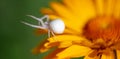 White spider on a yellow flower Royalty Free Stock Photo