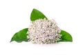 White spike flower on white background