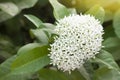 White spike flower