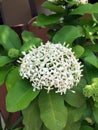 White spike flower on the tree, close up