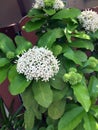 White spike flower on the tree, close up.