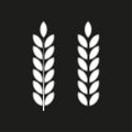 white spikelets black background. Vector illustration.