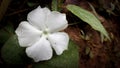 white spinach flowers bloom in the morning