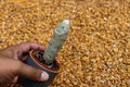 White Spine Golden Barrel cactus closeup view Royalty Free Stock Photo