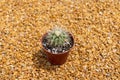 White Spine Golden Barrel cactus closeup view Royalty Free Stock Photo