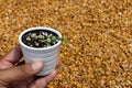 White Spine Golden Barrel cactus closeup view Royalty Free Stock Photo