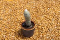 White Spine Golden Barrel cactus closeup view Royalty Free Stock Photo