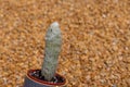 White Spine Golden Barrel cactus closeup view Royalty Free Stock Photo