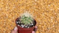 White Spine Golden Barrel cactus closeup view Royalty Free Stock Photo
