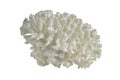 White Spiny Coral Ocean Specimen.