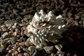 White Spiny Murex Shell on Bed of Pebbles and Small Shells Royalty Free Stock Photo